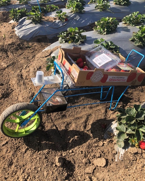 Strawberry Harvesters Get Some Help from New Robot Coworkers College